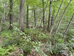 Homes for sale in Sharon, CT | Lot 8 0 Silver Hill Rd, Sharon, CT 06069 | MLS# 24024006