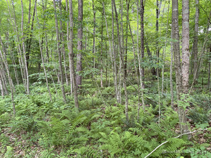 Homes for sale in Sharon, CT | Lot 8 0 Silver Hill Rd, Sharon, CT 06069 | MLS# 24024006