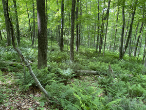 Homes for sale in Sharon, CT | Lot 2 0 Silver Hill Rd, Sharon, CT 06069 | MLS# 24023996