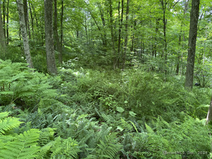 Homes for sale in Sharon, CT | Lot 2 0 Silver Hill Rd, Sharon, CT 06069 | MLS# 24023996