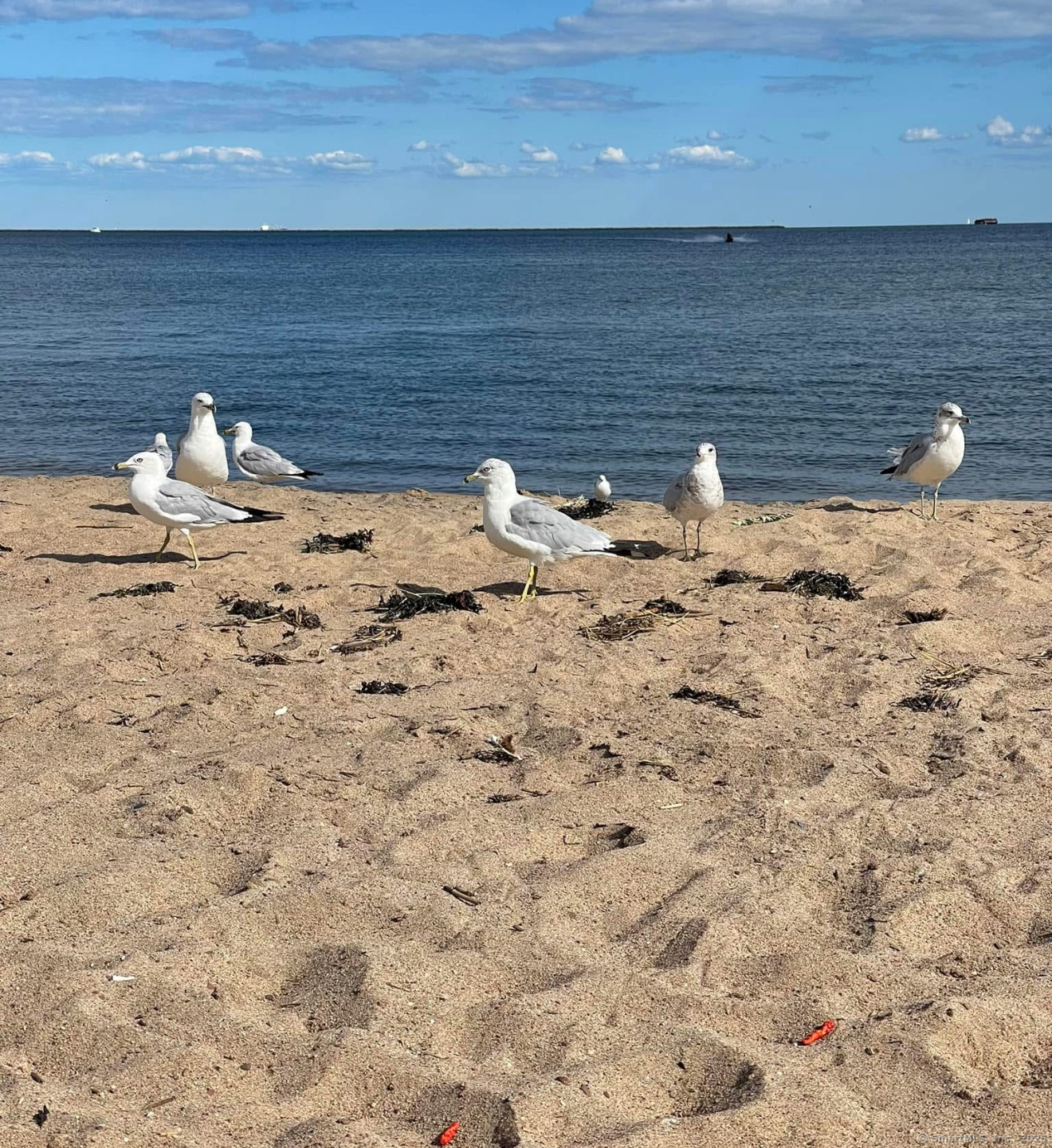 96 Harding, West Haven, Connecticut 06516