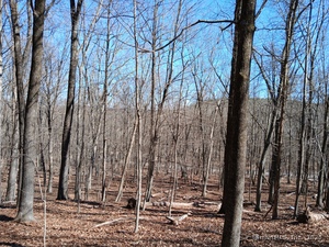 Homes for sale in New Milford, CT | Sherman Rd, New Milford, CT 06776 | MLS# 24078358