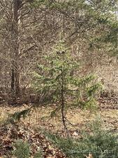 Homes for sale in North Haven, CT | 00 Todd Dr N, North Haven, CT 06479 | MLS# 24084136