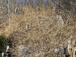 Homes for sale in Waterbury, CT | 1 Parsons Dr, Waterbury, CT 06708 | MLS# 24088892