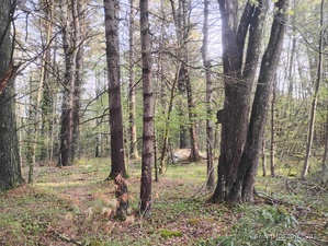 Homes for sale in Goshen, CT | 0 Deer Run Ln, Goshen, CT 06758 | MLS# 24093159