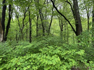 Homes for sale in Prospect, CT | 66 Union City Rd, Prospect, CT 06712 | MLS# 24095321