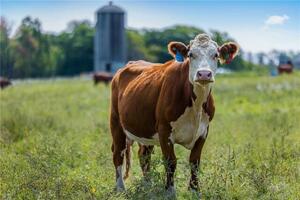 Homes for sale in Goshen, CT | 14 Meadowcrest Dr N, Goshen, CT 06756 | MLS# 24102542