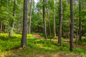 Homes for sale in Cornwall, CT | 50 Popple Swamp Rd, Cornwall, CT 06754 | MLS# 24104591