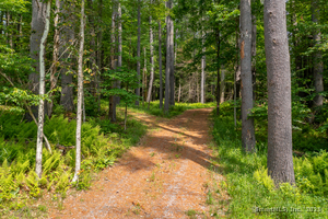 Homes for sale in Cornwall, CT | 50 Popple Swamp Rd, Cornwall, CT 06754 | MLS# 24104591