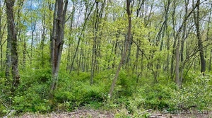 Homes for sale in Madison, CT | Old Toll Rd Rd, Madison, CT 06443 | MLS# 24109109