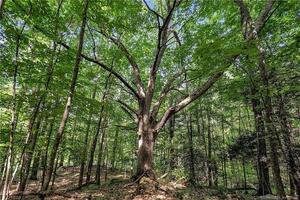 Homes for sale in Roxbury, CT | 200 North St, Roxbury, CT 06783 | MLS# 24111575