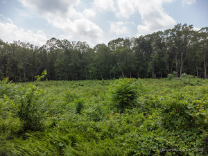 Homes for sale in Woodbridge, CT | 54 Northrop Rd, Woodbridge, CT 06525 | MLS# 24088605