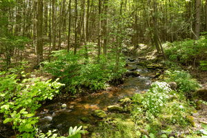 Homes for sale in Canaan, CT | 37 Lower Barrack Rd, Canaan, CT 06031 | MLS# 24112716