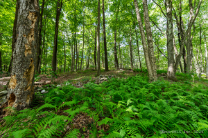 Homes for sale in Roxbury, CT | 31 Holmes Rd, Roxbury, CT 06783 | MLS# 24113717