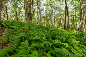 Homes for sale in Roxbury, CT | 31 Holmes Rd, Roxbury, CT 06783 | MLS# 24113717