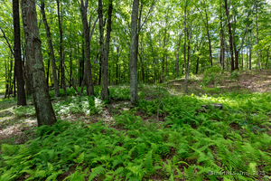 Homes for sale in Roxbury, CT | 31 Holmes Rd, Roxbury, CT 06783 | MLS# 24113717