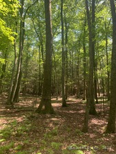 Homes for sale in Roxbury, CT | Lot 1 Chalybes Rd W, Roxbury, CT 06783 | MLS# 24114731