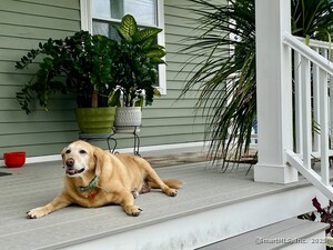 Homes for sale in Shelton, CT | 93 Shelton Ave, Shelton, CT 06484 | MLS# 24119957