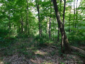 Homes for sale in Salisbury, CT | 153 White Hollow Rd, Salisbury, CT 06039 | MLS# 24120616