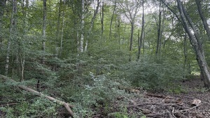 Homes for sale in Ledyard, CT | 74 Homestead Rd, Ledyard, CT 06339 | MLS# 24121451