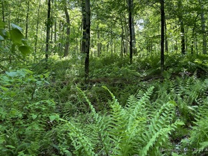 Homes for sale in Roxbury, CT | 31 Holmes Rd, Roxbury, CT 06783 | MLS# 24113717