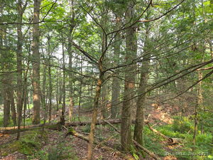 Homes for sale in New Milford, CT | 34 Front Of The Mountain Rd, New Milford, CT 06776 | MLS# 24122442