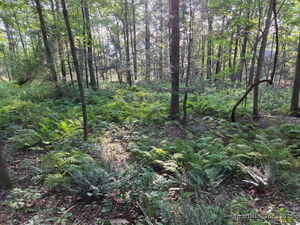 Homes for sale in New Milford, CT | 34 Front Of The Mountain Rd, New Milford, CT 06776 | MLS# 24122442