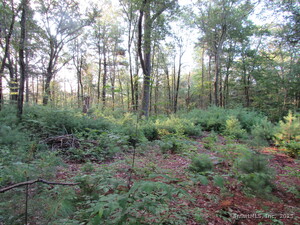 Homes for sale in Winchester, CT | 7 Stadler Hts, Winchester, CT 06098 | MLS# 24122124