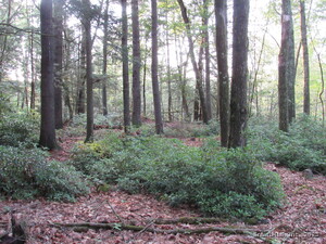 Homes for sale in Winchester, CT | 7 Stadler Hts, Winchester, CT 06098 | MLS# 24122124