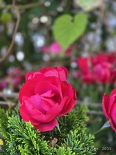 Homes for sale in Stonington, CT | 1 Circle Dr, Stonington, CT 06378 | MLS# 24123646