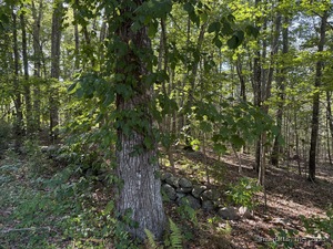 Homes for sale in Stonington, CT | 301 Montauk Ave, Stonington, CT 06378 | MLS# 24126970