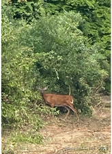 Homes for sale in Columbia, CT | 00 Zola Rd, Columbia, CT 06237 | MLS# 24131377