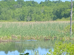 Homes for sale in Columbia, CT | 00 Zola Rd, Columbia, CT 06237 | MLS# 24131377