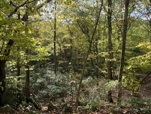 Homes for sale in Roxbury, CT | 69 Moosehorn Rd, Roxbury, CT 06783 | MLS# 24132301