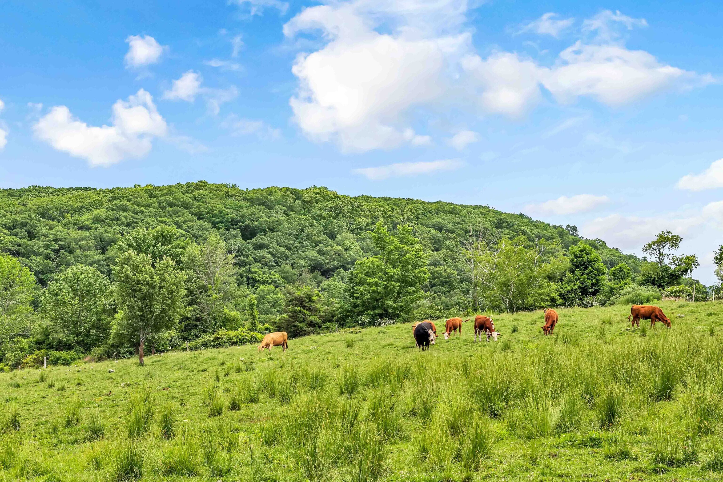 Photo 40 of 84 Gunn Hill Road, Washington, CT