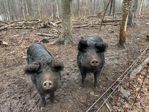 Homes for sale in Franklin, CT | 64 Whippoorwill Rd, Franklin, CT 06254 | MLS# 24138379