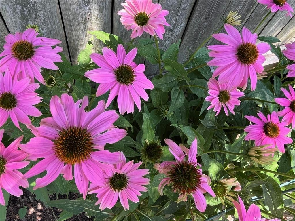 558 Connecticut, Norwalk, 06854, 1 Bedroom Bedrooms, 0 ,1 BathroomBathrooms,Residential Rental,For Sale,Connecticut,0,24140445