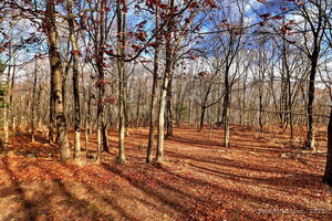 Homes for sale in Roxbury, CT | 24 Hickory Ln, Roxbury, CT 06783 | MLS# 24118798