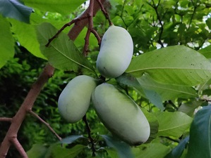 Homes for sale in Stamford, CT | 34 Davenport Dr, Stamford, CT 06902 | MLS# 24140772