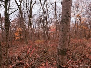 Homes for sale in Seymour, CT | 72d Walnut St, Seymour, CT 06483 | MLS# 24142125