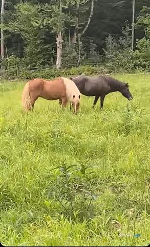 Homes for sale in Winchester, CT | 257 Torringford St, Winchester, CT 06098 | MLS# 24157681