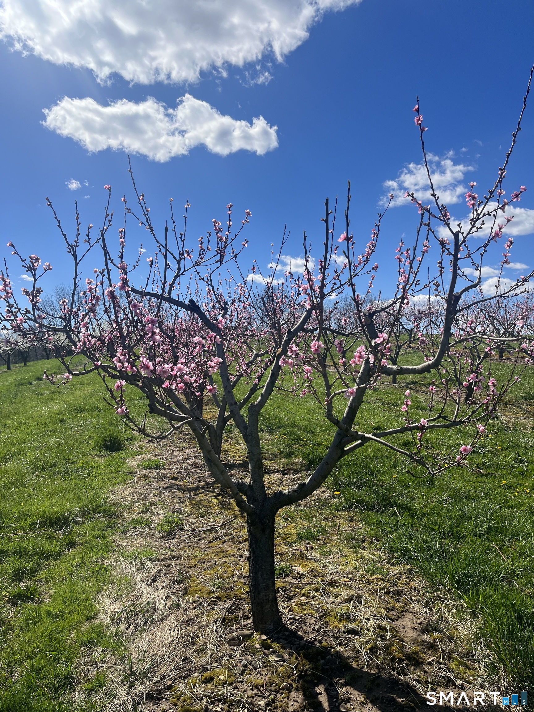 280-300 Matson Hill, Glastonbury, 06073, 0 , 0 ,0,Commercial For Sale,For Sale,Matson Hill,0,24164446