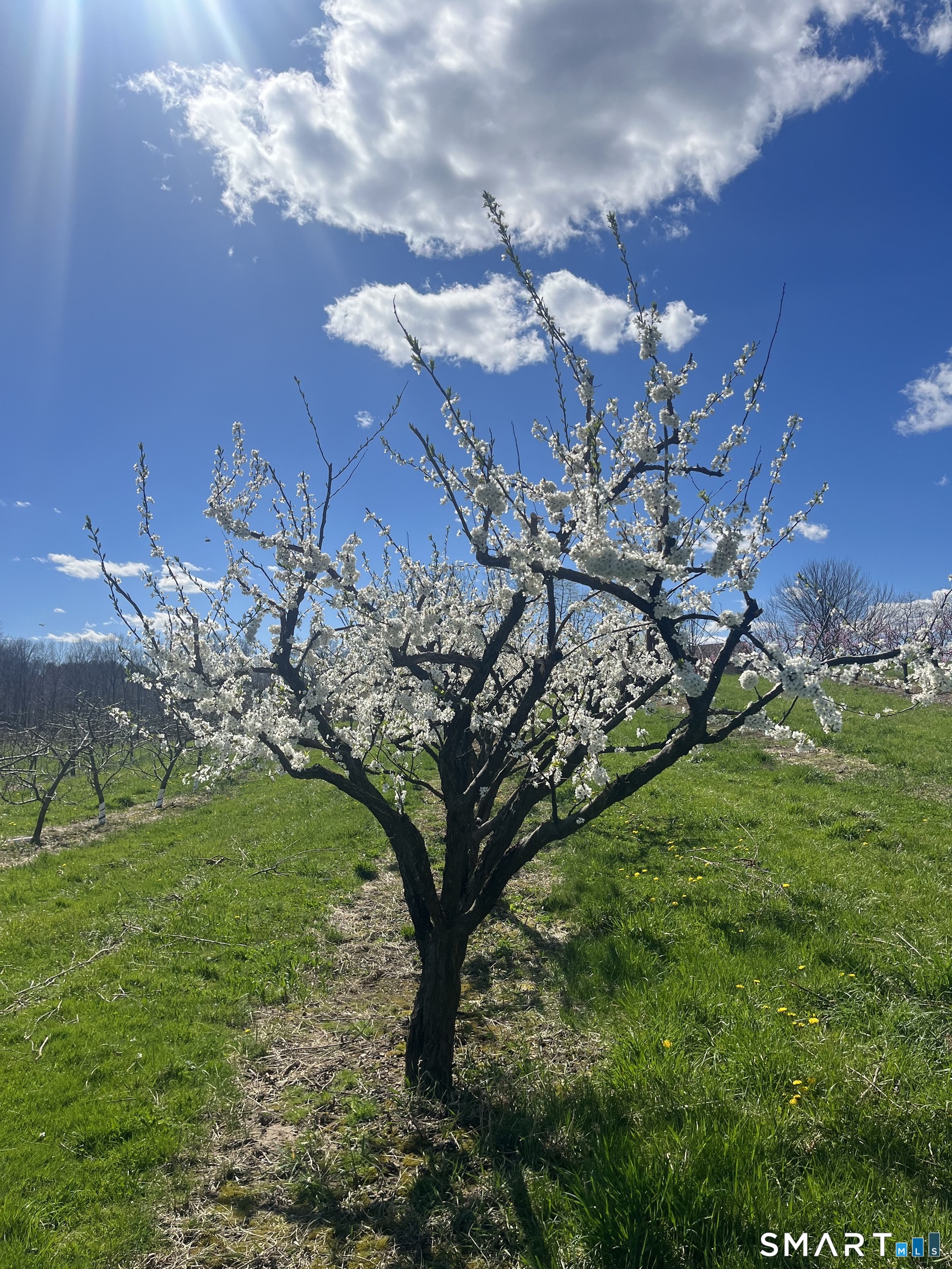 280-300 Matson Hill, Glastonbury, 06073, 0 , 0 ,0,Commercial For Sale,For Sale,Matson Hill,0,24164446