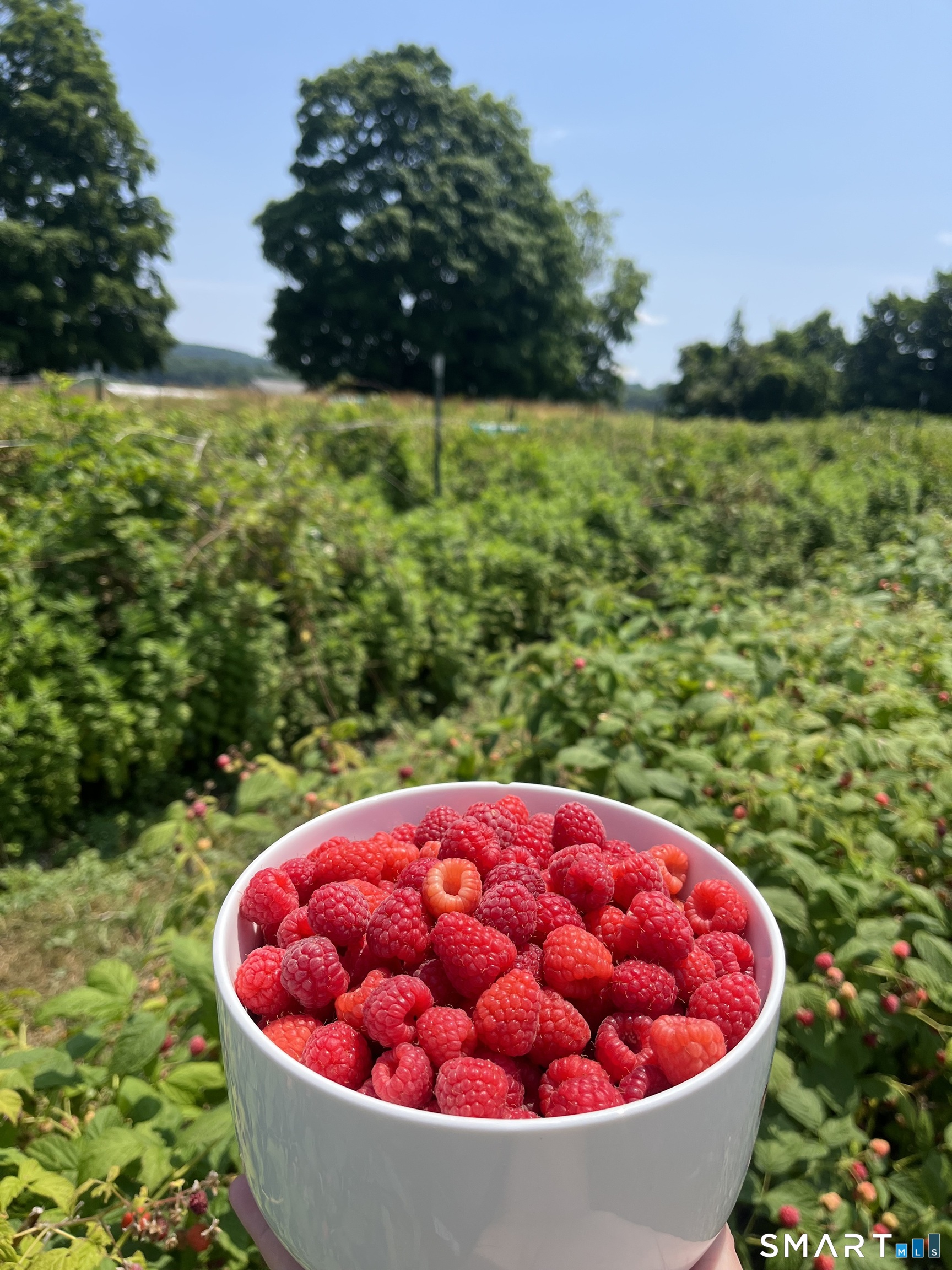 280-300 Matson Hill, Glastonbury, 06073, 0 , 0 ,0,Commercial For Sale,For Sale,Matson Hill,0,24164446