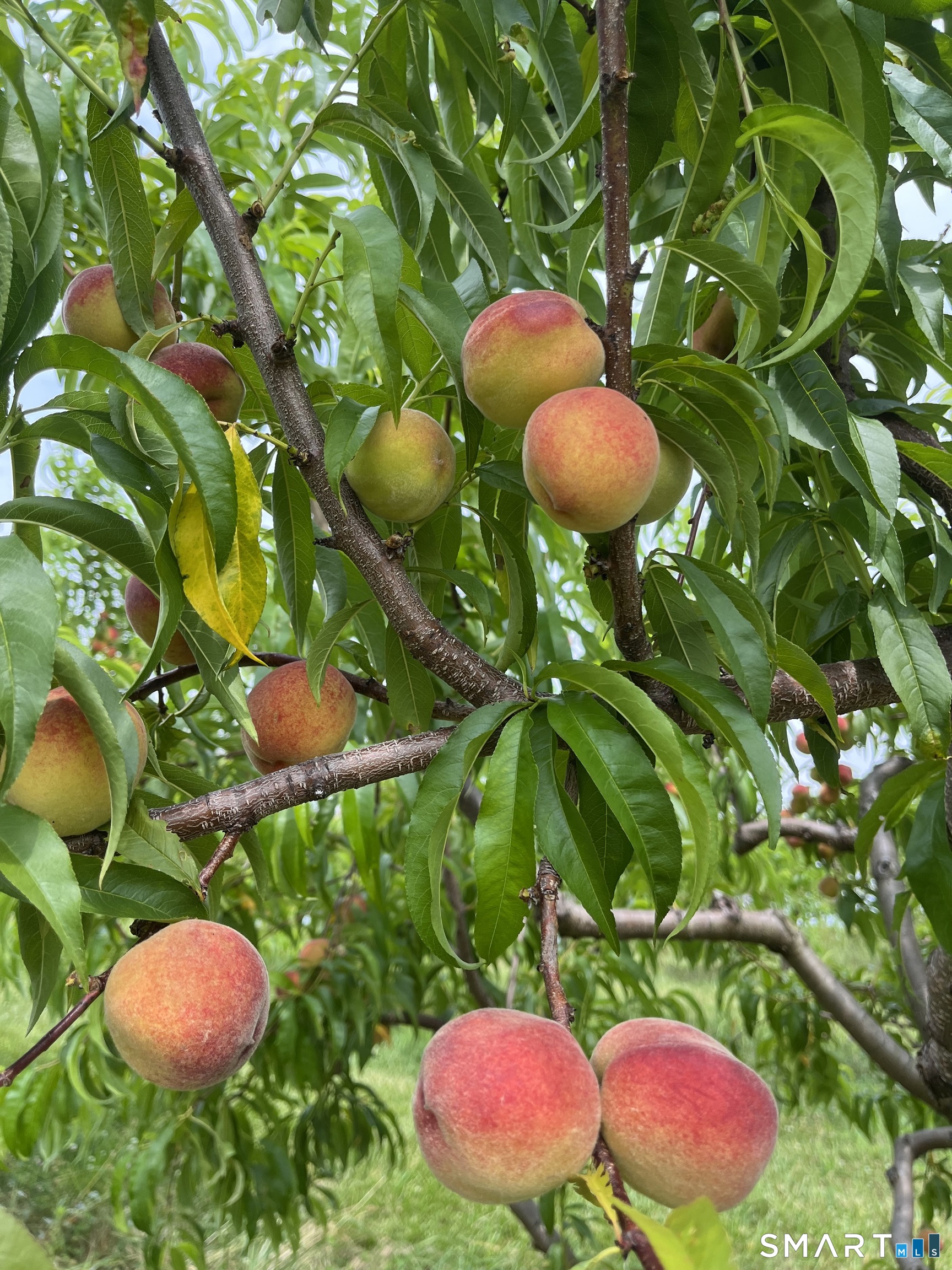 280-300 Matson Hill, Glastonbury, 06073, 0 , 0 ,0,Commercial For Sale,For Sale,Matson Hill,0,24164446