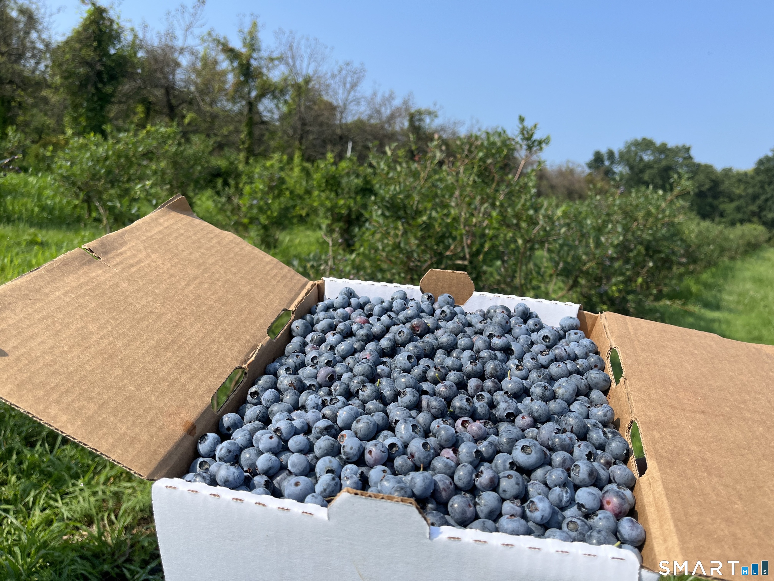 280-300 Matson Hill, Glastonbury, 06073, 0 , 0 ,0,Commercial For Sale,For Sale,Matson Hill,0,24164446