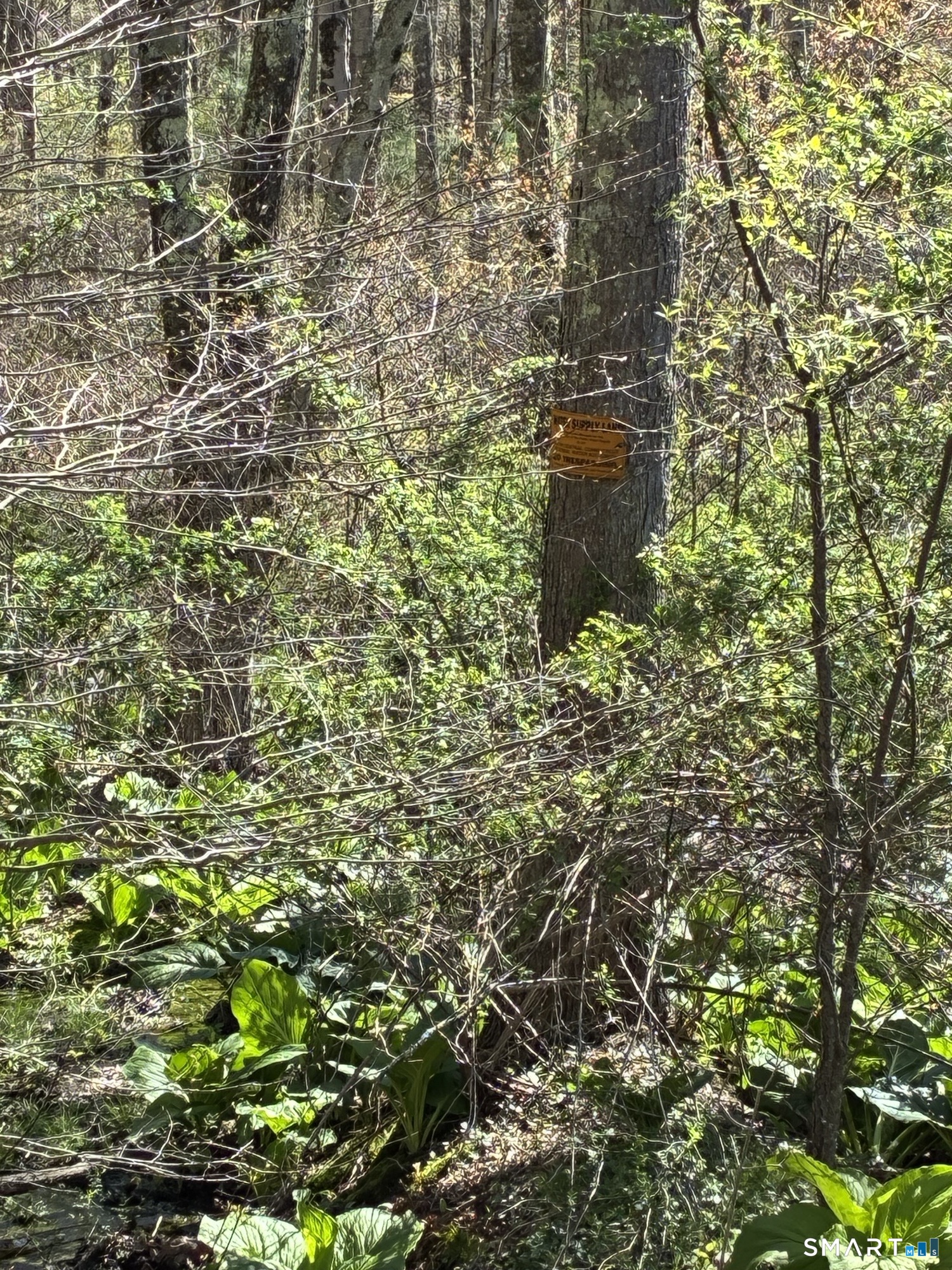 Madison Road photo 12