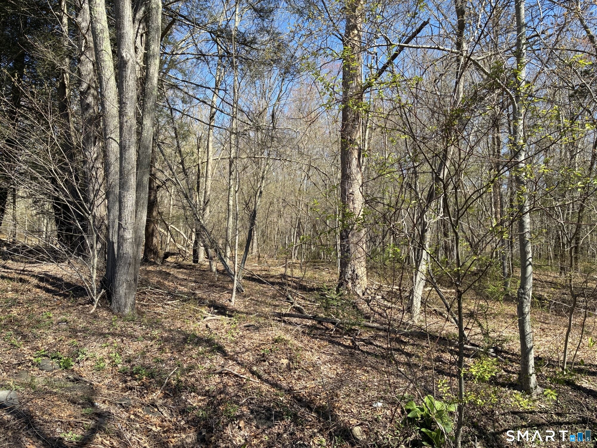 Madison Road photo 13