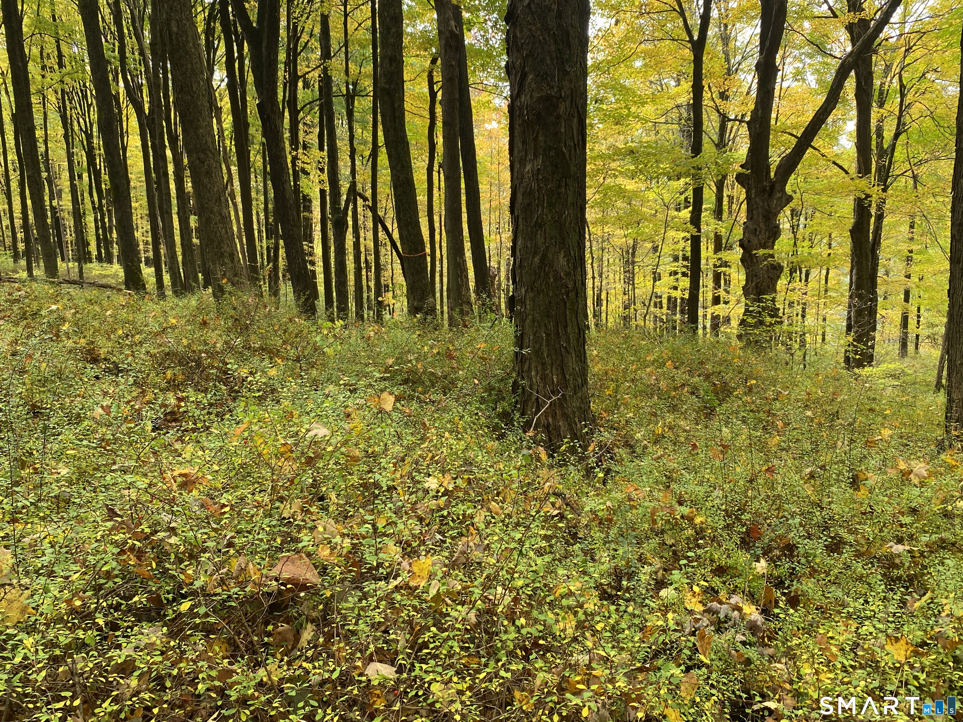 Photo 3 of Land for sale at Painter Hl Rd, Roxbury, CT 06783 | MLS# 24213504 | Listing updated on 2026-10-16