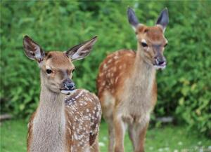 Homes for sale in Winchester, CT | 393 Winchester Rd, Winchester, CT 06098 | MLS# 170078080